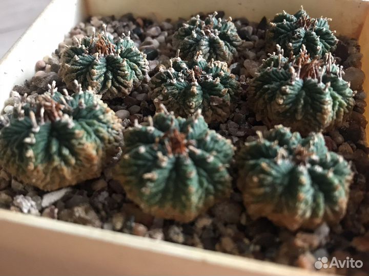 Aztekium ritteri (кактус)