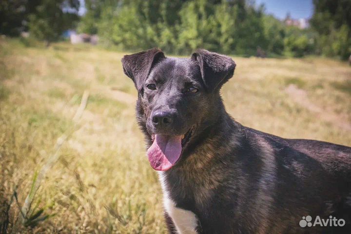 Спасите собачку из приюта