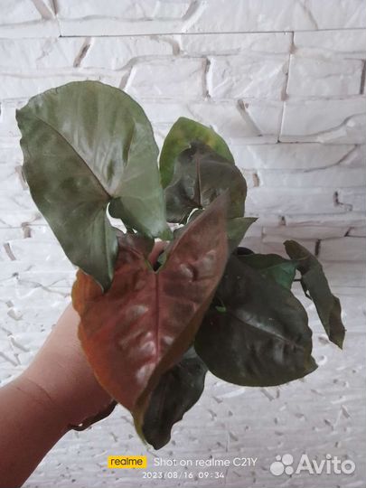 Сингониум шоколад