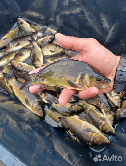 Мальки Карпов