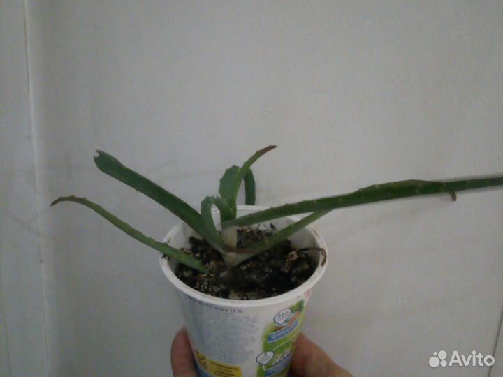 Алоэ лечебный отростки