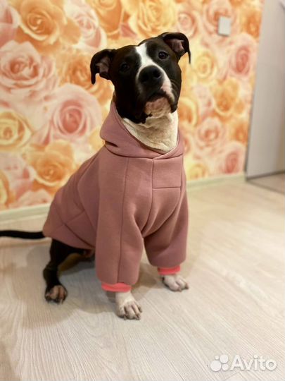 Одежда для собак