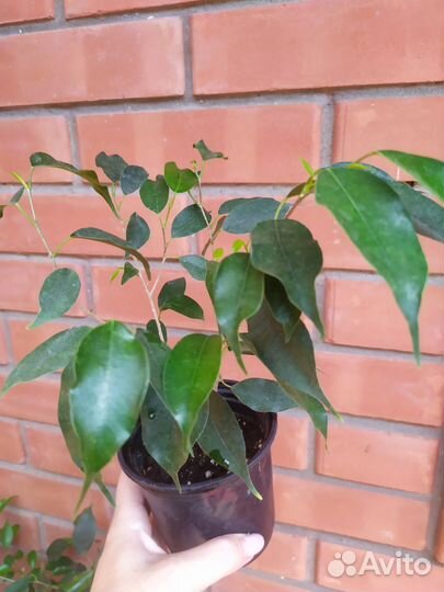 Фикус бенджамина