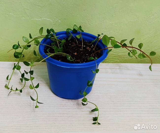 Гипоцирта (Нематантус, 