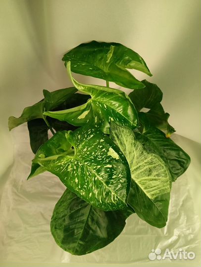 Сингониум, разные сорта