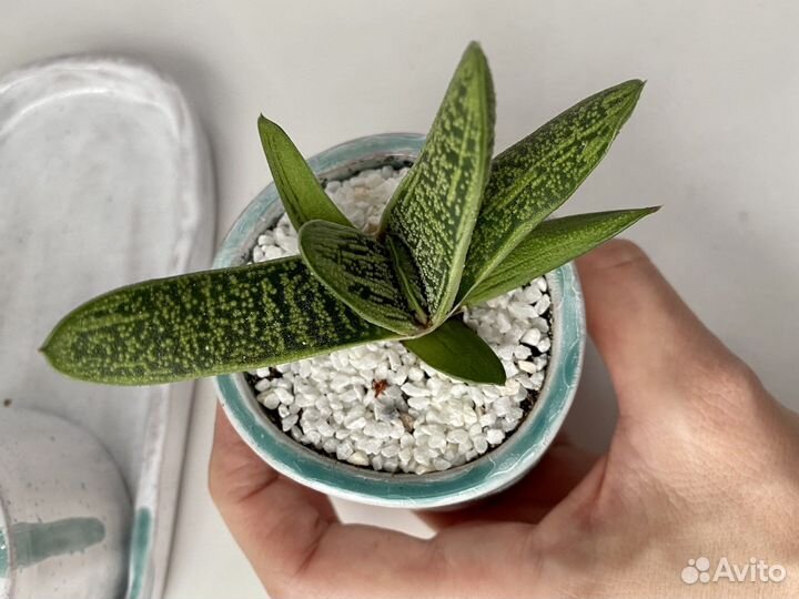 Суккуленты (граптоверия и гастерия)