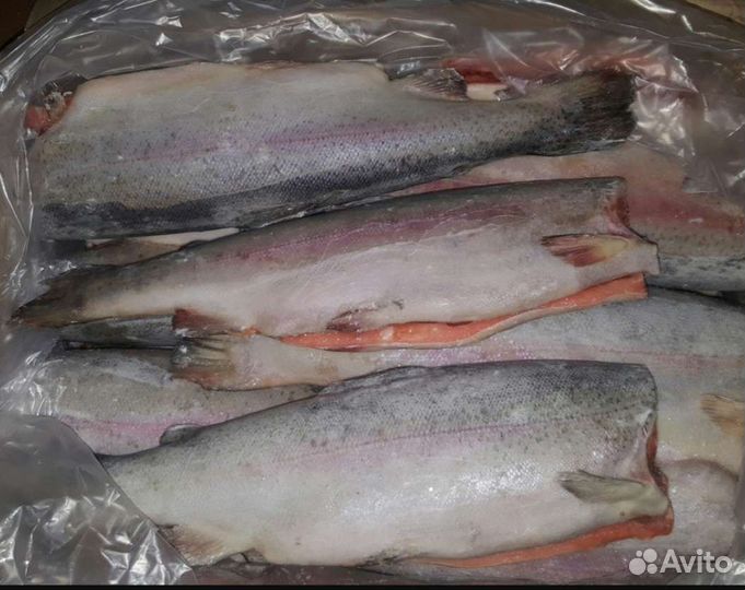 Рыба свежемороженая Форель/турция