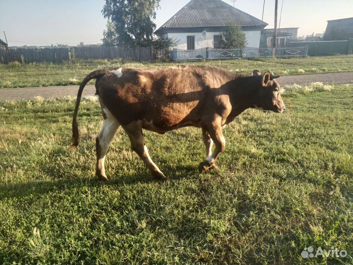 Телка стельная