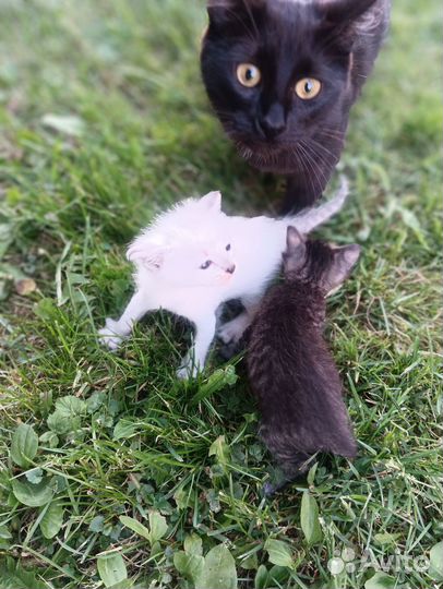 Отдам в добрые руки