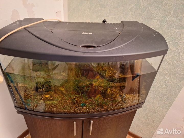 Аквариум с рыбками