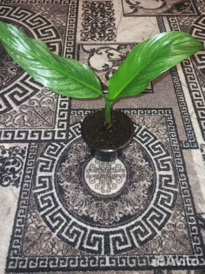 Комнатные растения цветы