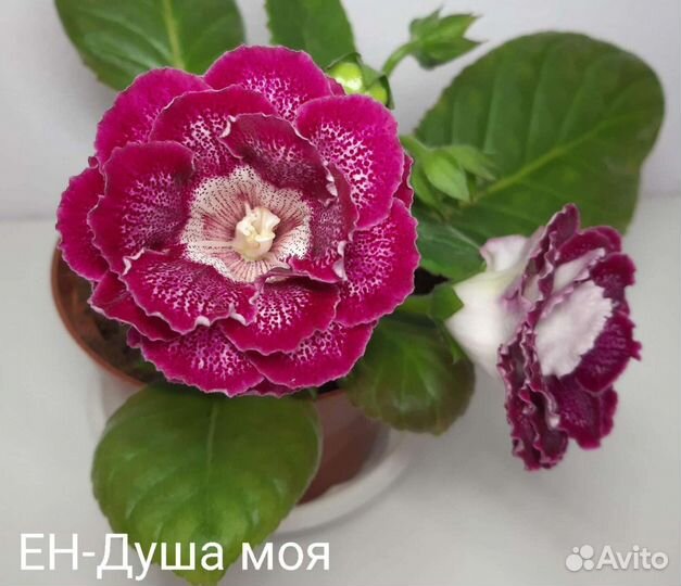 Укоренённые листики глоксиний