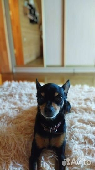 Мини той-терьер