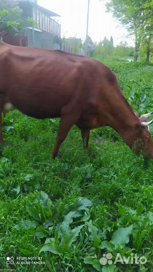 Корова дойная