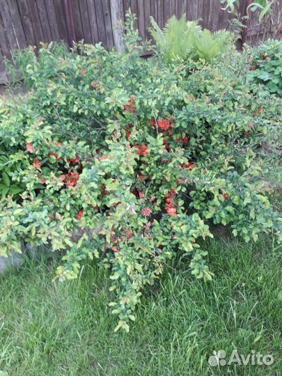 Декоративные кустарники