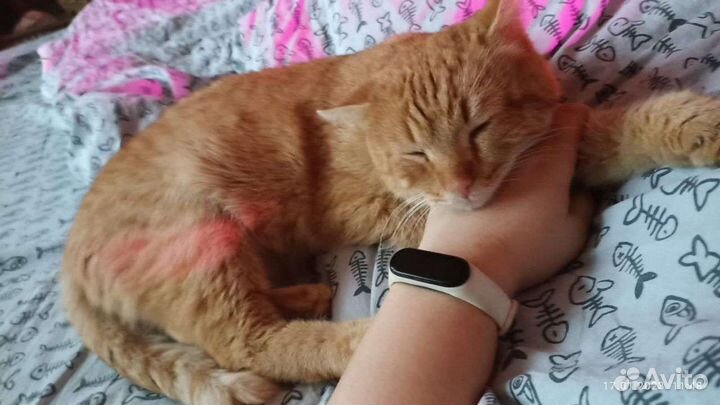 Кот в добрые руки