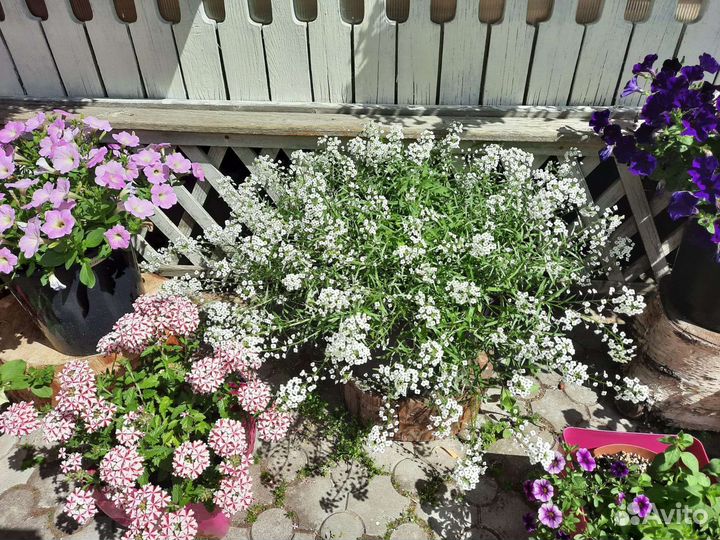 Вегетативная петуния