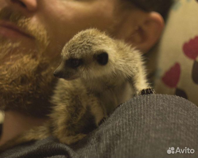 Суриката маленькая