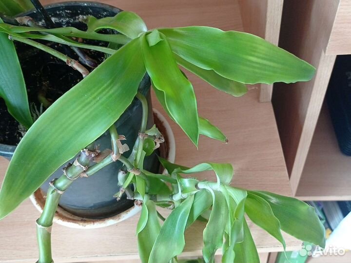 Кордилина Золотой ус