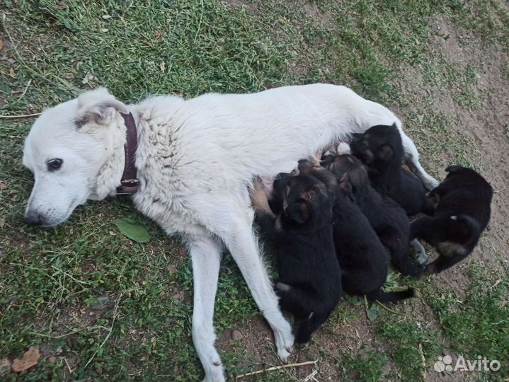 Бордер терьер