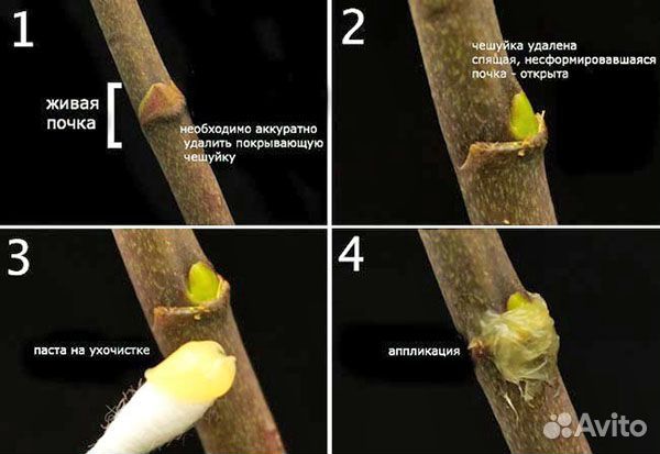 Цитокининовая паста