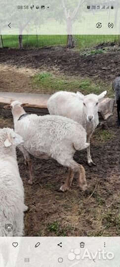 Овцы бараны