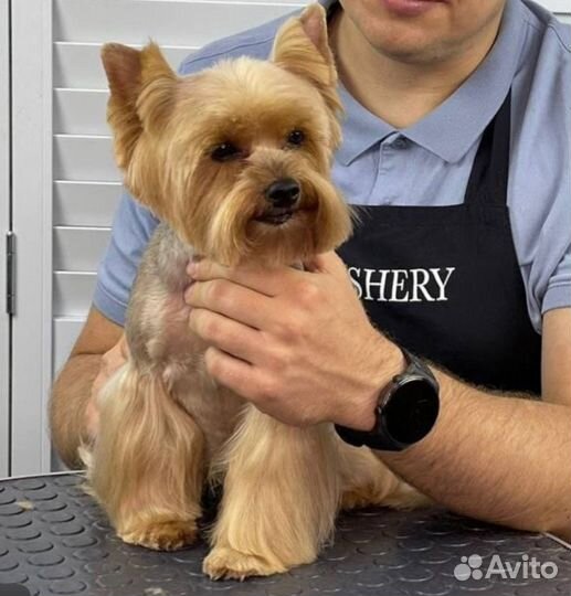 Груминг собак и кошек