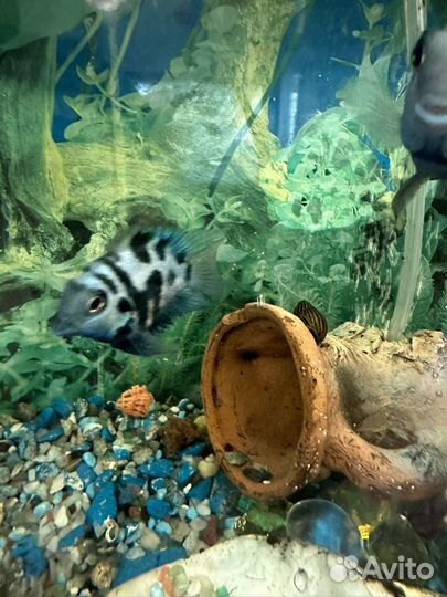 Голубой сапфировый попугай (панда) подростки