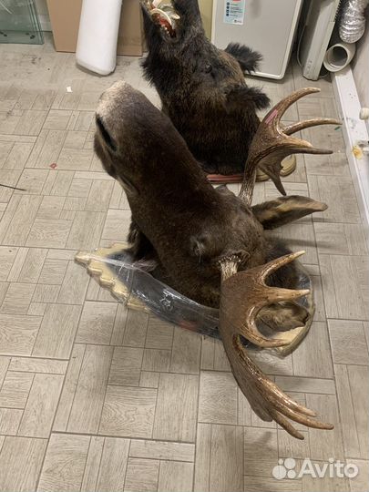 Чучело головы лося