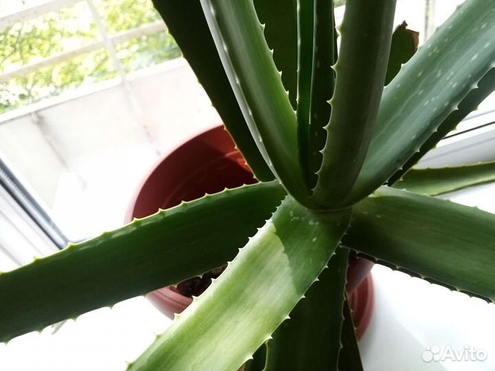 Алое цветок многолетний(около 5 лет)