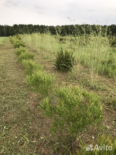 Ива шаровидная