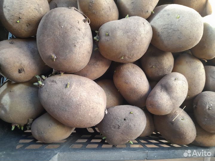 Свекла кормовая, картофель на еду