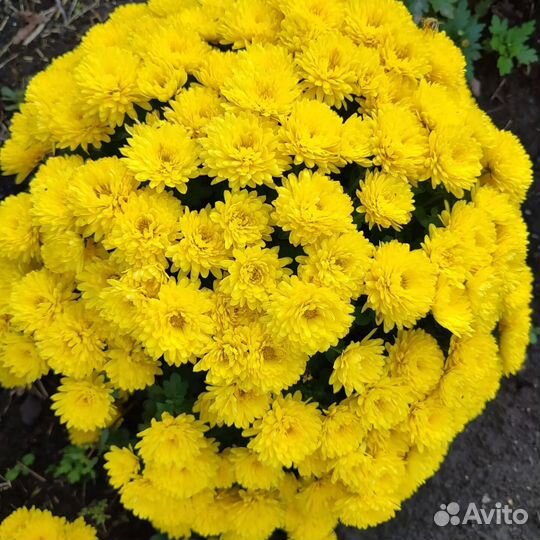 Хризантема шаровидная мультифлора