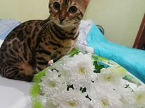 Бенгальская кошка