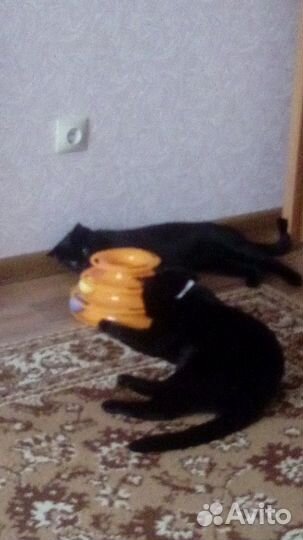 Передержка домашних питомцев