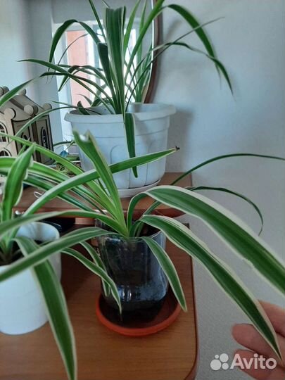 Хлорофитум полосатый