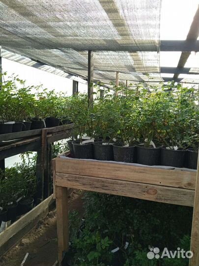 Роза William Christie саженцы