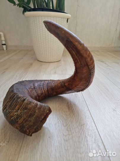 Рог горного барана