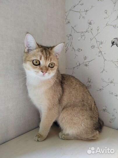 Британская кошечка