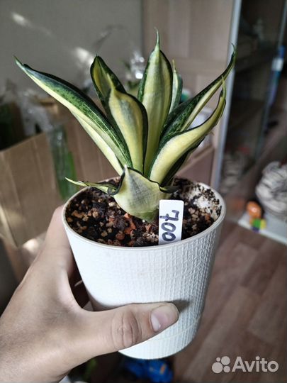 Сансевиерии