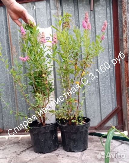 Кизильник,Дерен,Овсянница,Спиреи,Сирень,Жасмин