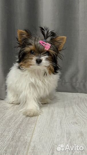 Девочка мини