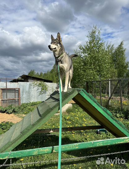 Передержка собак
