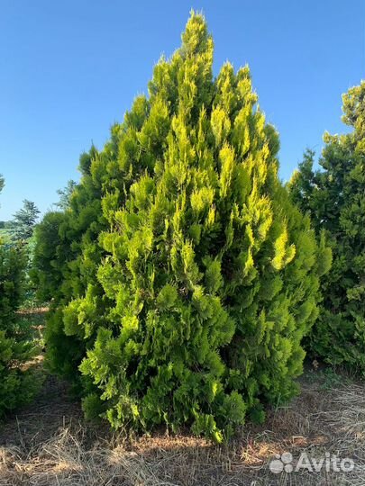 Туи смарагд