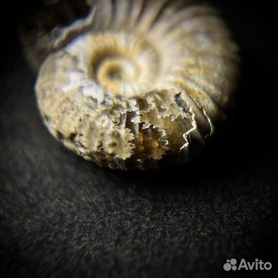 Набор аммонитов окаменелость ископаемое