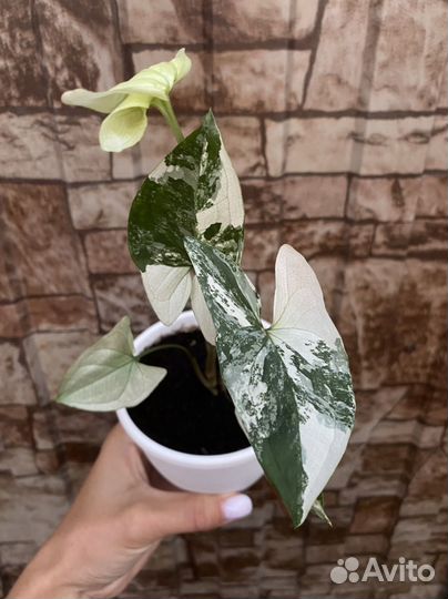 Сингониум империал уайт, фикус букле