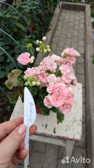 Пеларгония Astrid