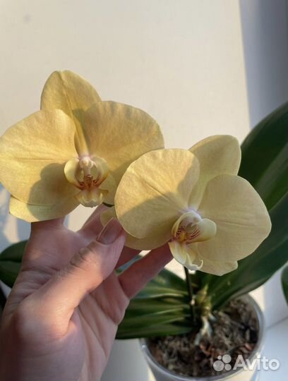 Орхидея фаленопсис Карина