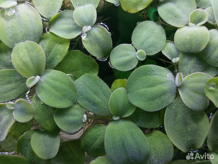 Аквариумные растения+креветки вишенка