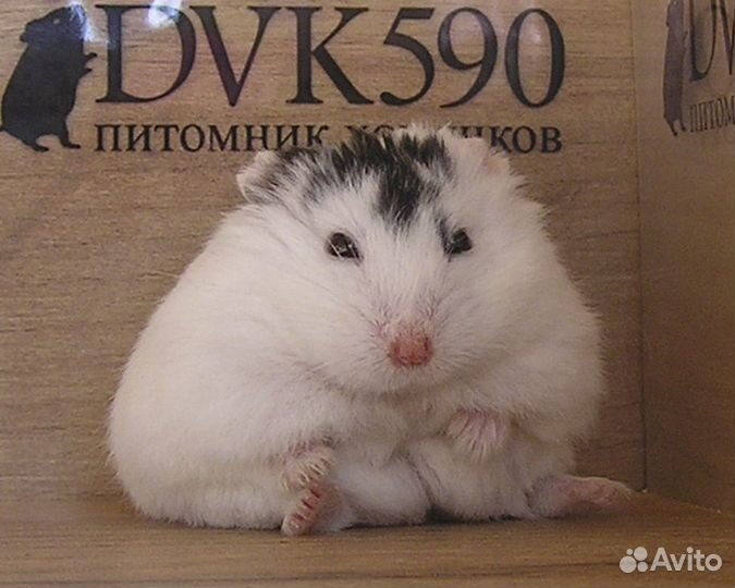 Хомячок, Новая клетка, Корм, Опилки + Доставка